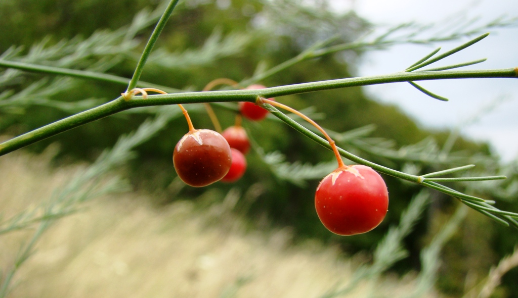 Image of Asparagus officinalis specimen.
