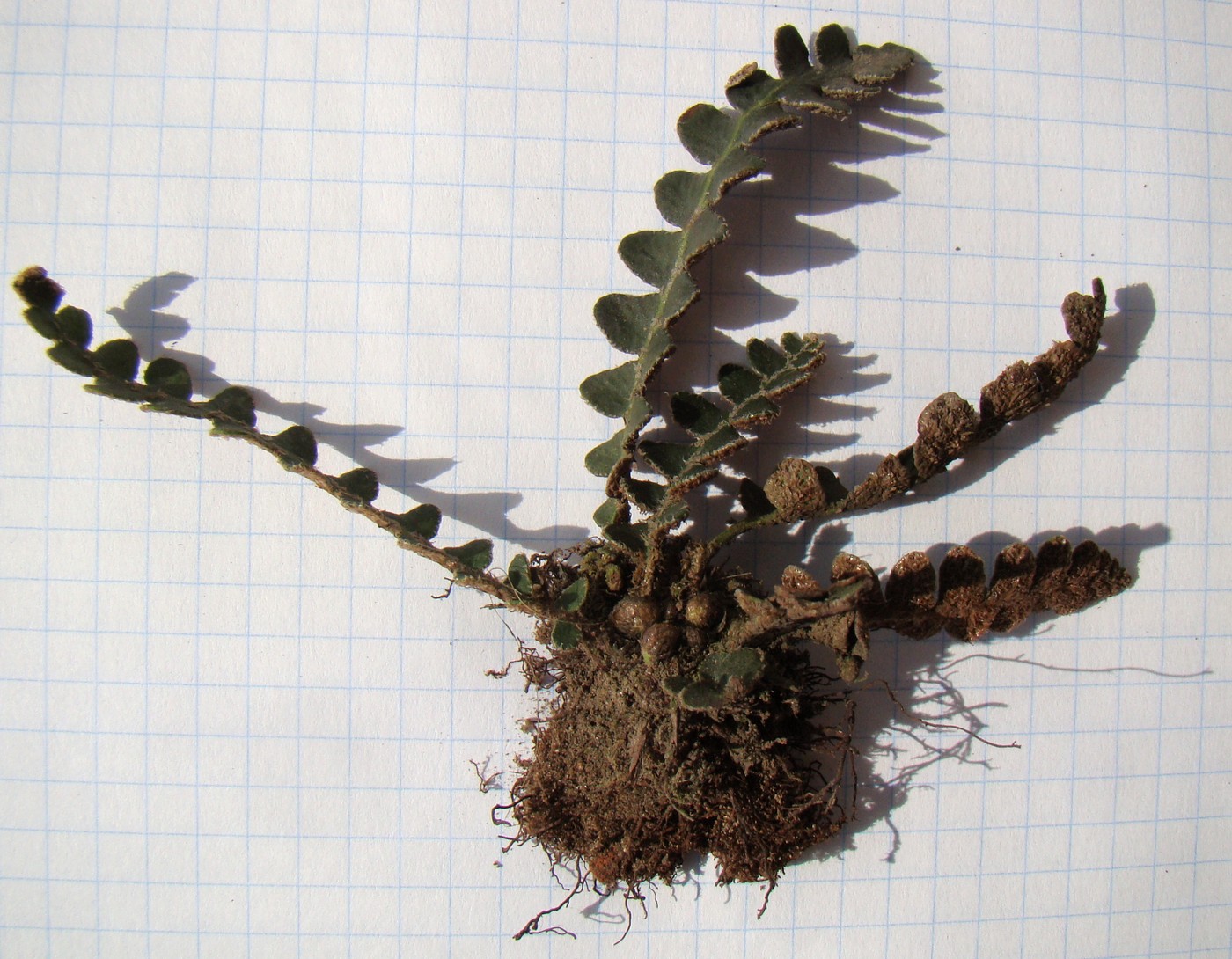 Image of Ceterach officinarum specimen.