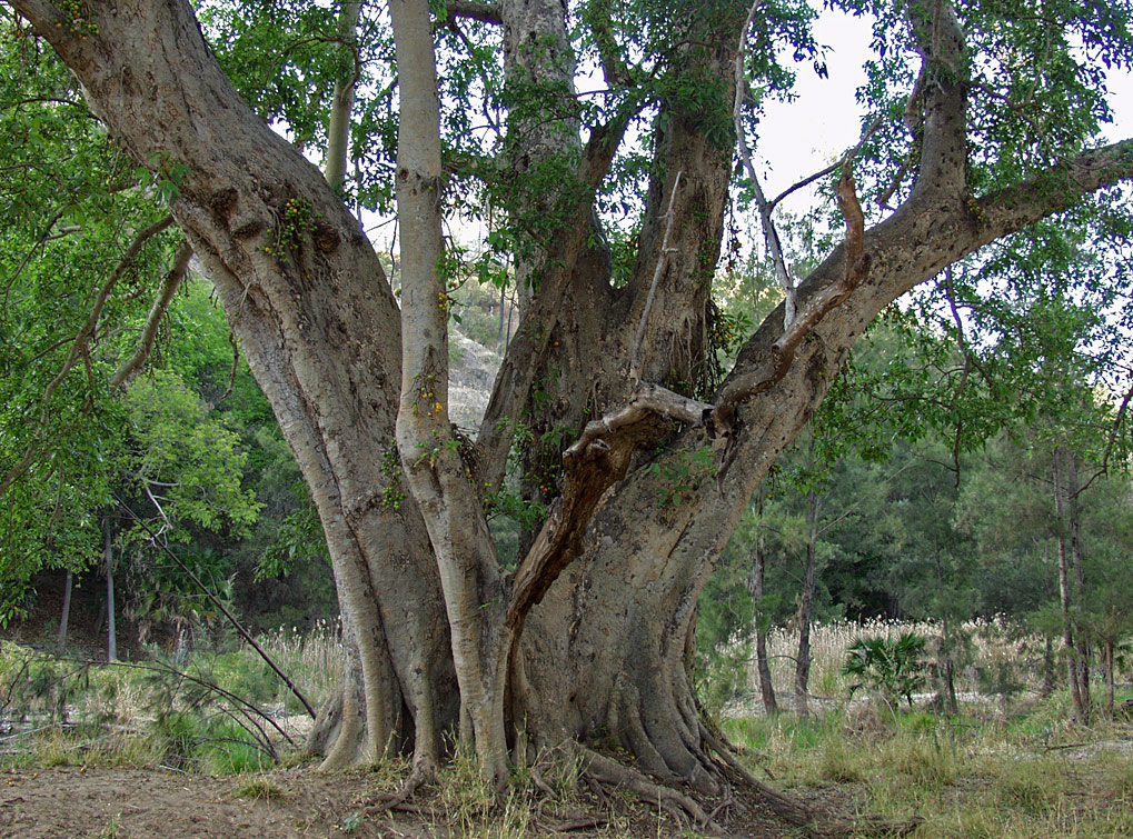 Изображение особи Ficus racemosa.