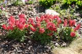 View full-size image Corydalis solida