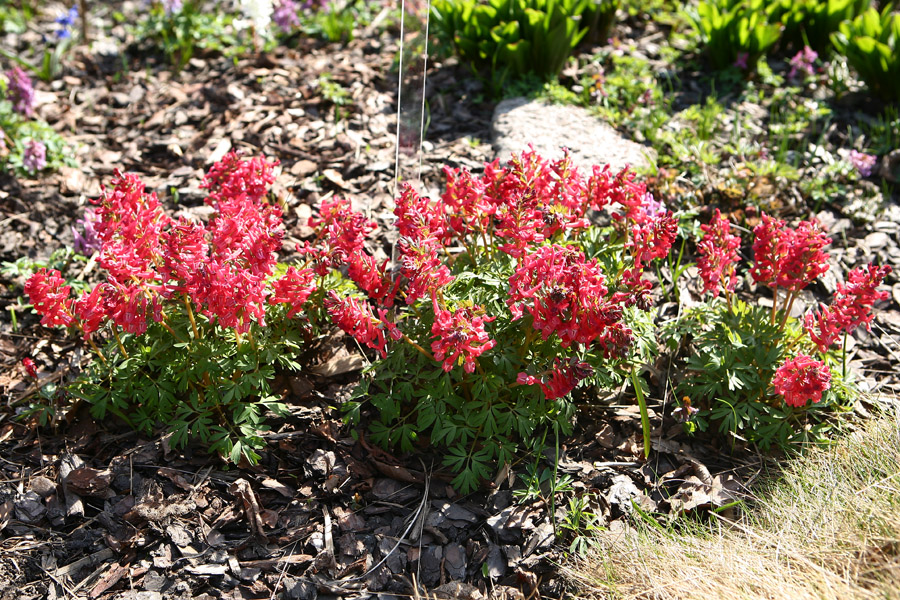 Изображение особи Corydalis solida.