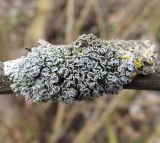 genus Physcia