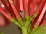 Ixora coccinea