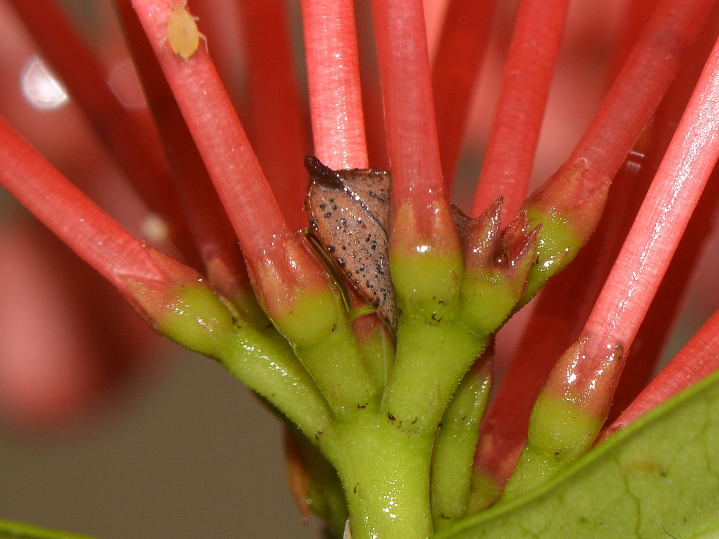 Image of Ixora coccinea specimen.