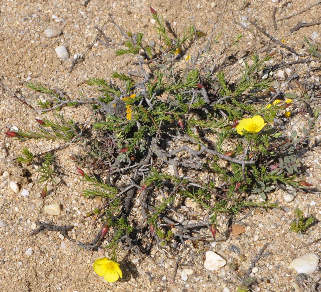 Изображение особи Fumana procumbens.