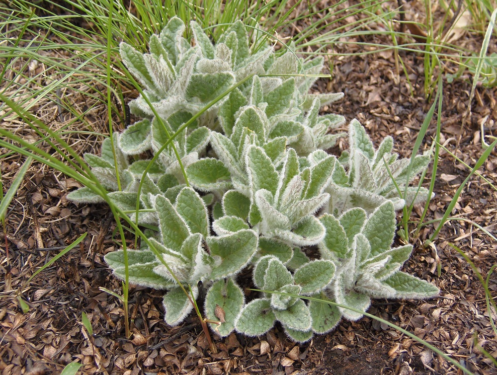 Image of Nepeta parviflora specimen.