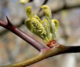 Gleditsia triacanthos