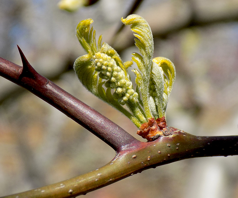 Image of Gleditsia triacanthos specimen.