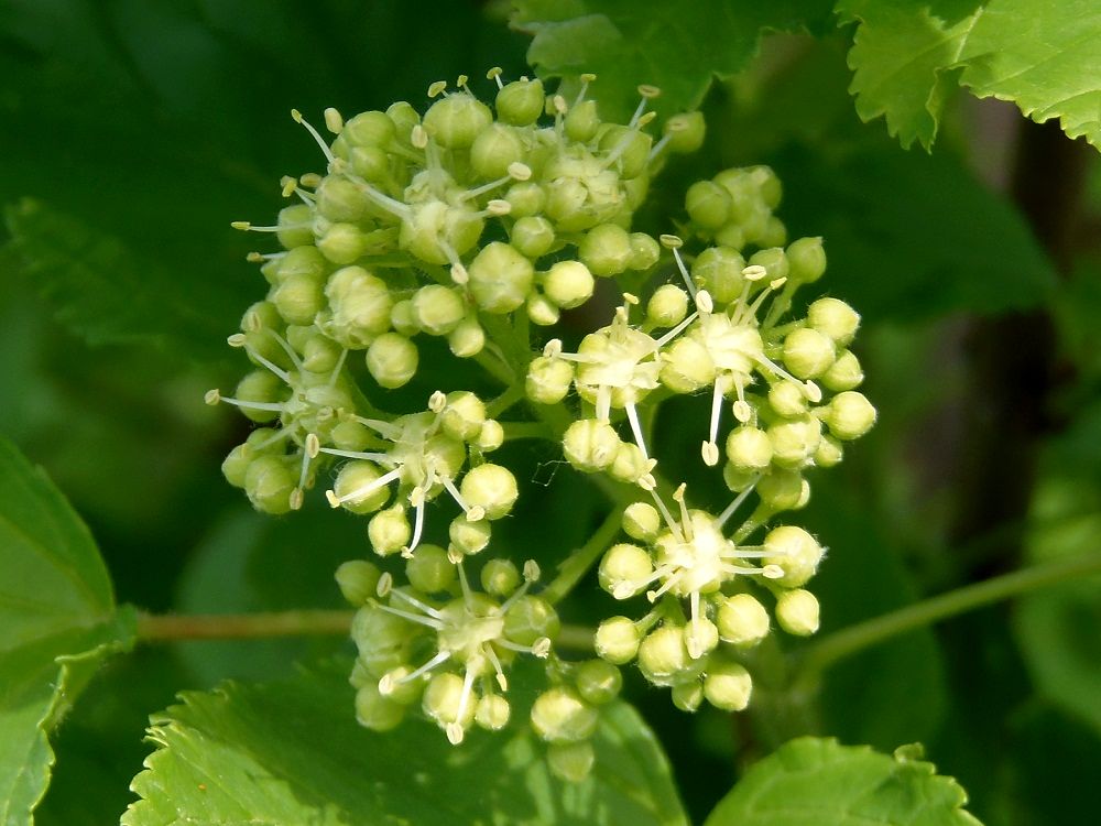 Изображение особи Acer tataricum.