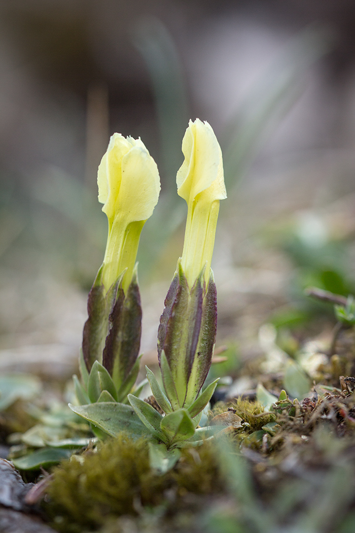 Image of Gentiana oschtenica specimen.