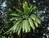 Asplenium nidus. Взрослое растение на стволе дерева (в центре розетки видны вайи другого папоротника). Малайзия, г. Куала-Лумпур, в парке. 13.05.2017.