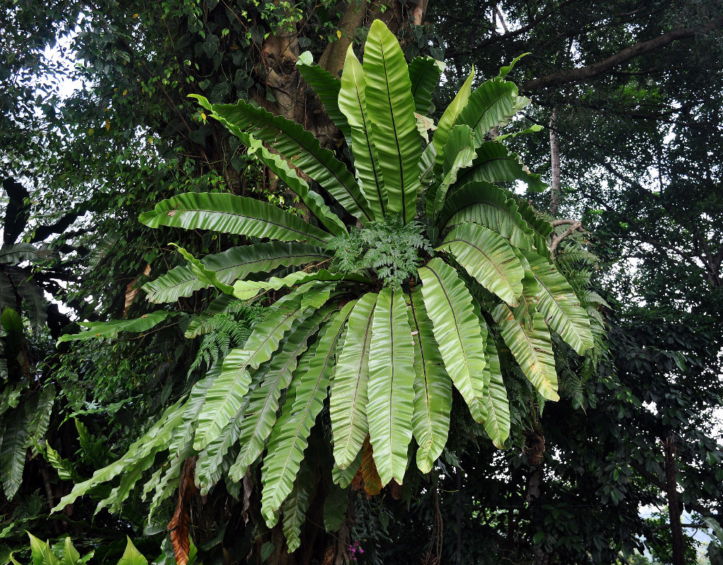 Image of Asplenium nidus specimen.