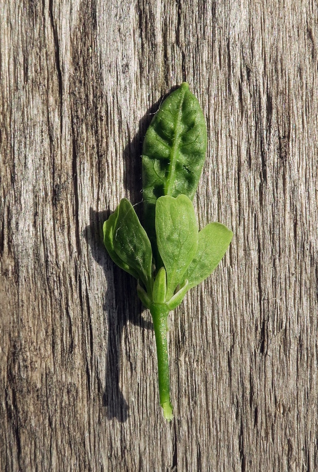 Image of Alliaria petiolata specimen.