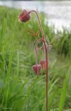 Geum rivale