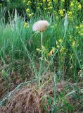 Tragopogon подвид major