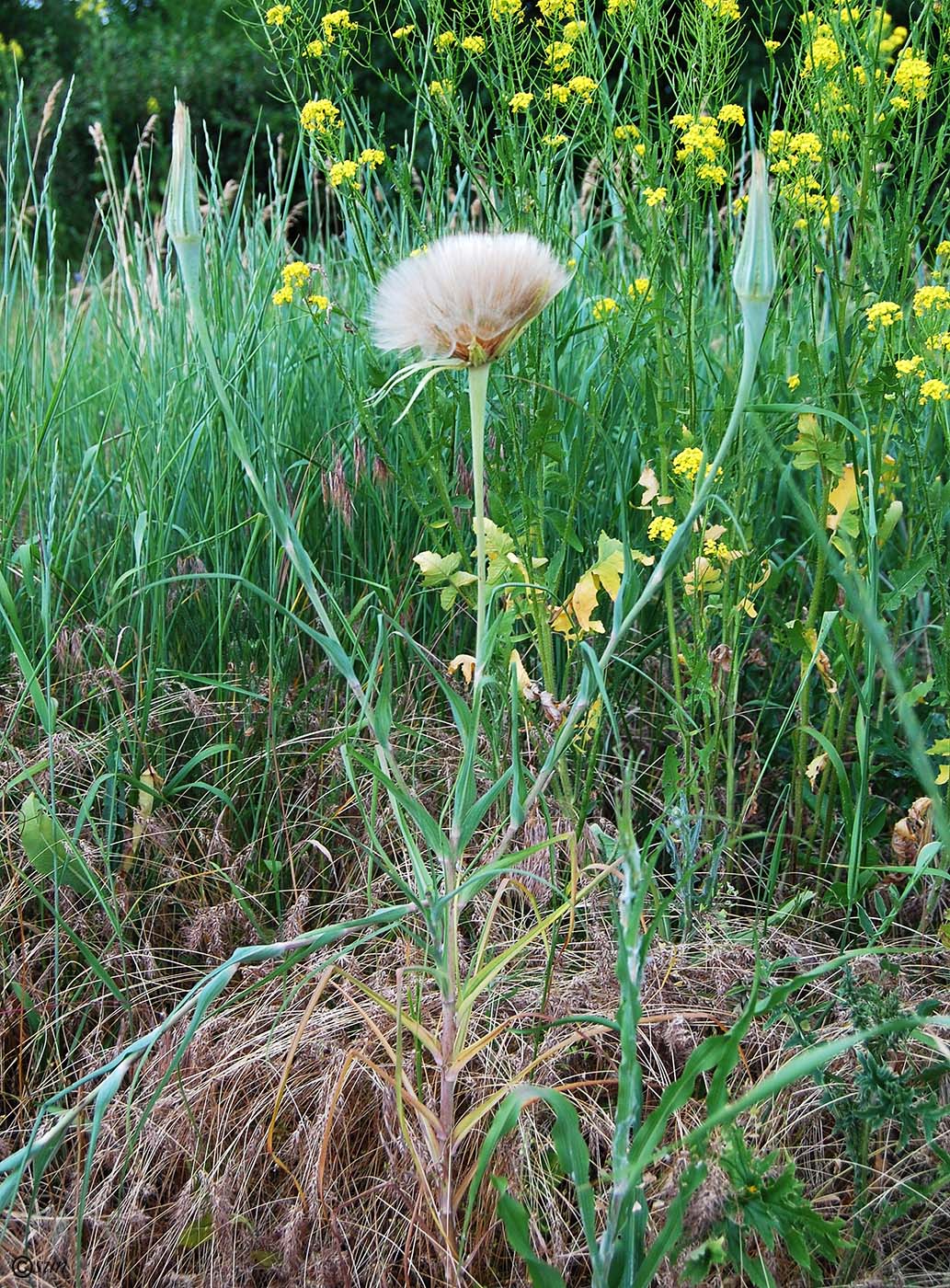 Изображение особи Tragopogon dubius ssp. major.