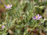 Spergularia rubra. Верхушка цветущего и плодоносящего растения. Беларусь, Минская обл., Минский р-н, окр. агрогородка Ждановичи, остановка рядом с тропинкой в смешанный лес. 17.06.2017.
