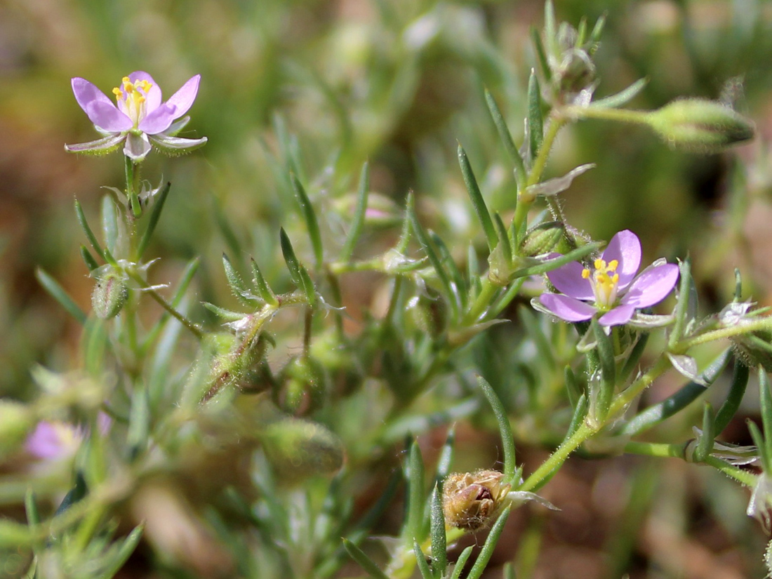 Image of Spergularia rubra specimen.