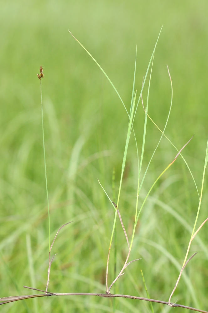 Image of Carex pseudocuraica specimen.