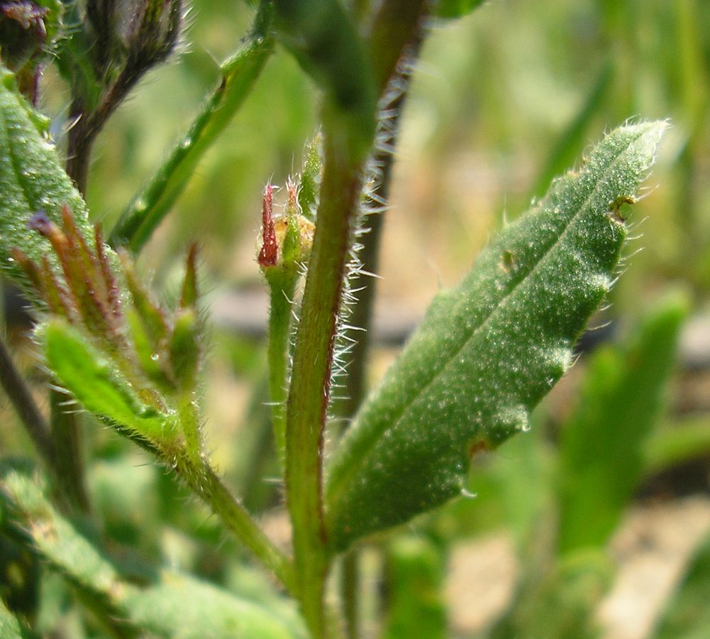 Изображение особи Lycopsis arvensis.