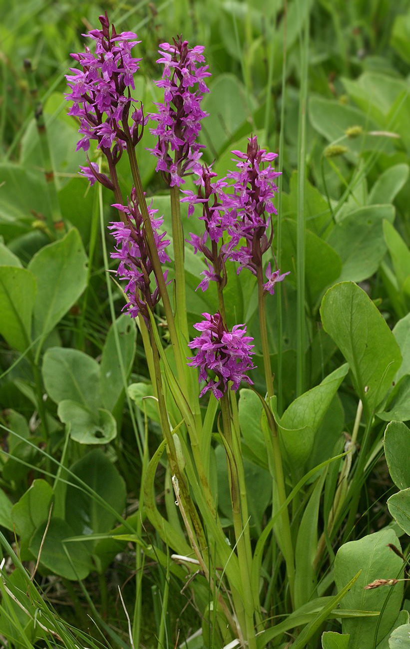 Изображение особи Dactylorhiza traunsteineri.