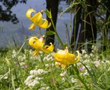 Lilium monadelphum