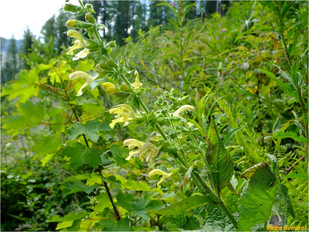 Изображение особи Salvia glutinosa.