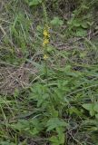 Agrimonia eupatoria