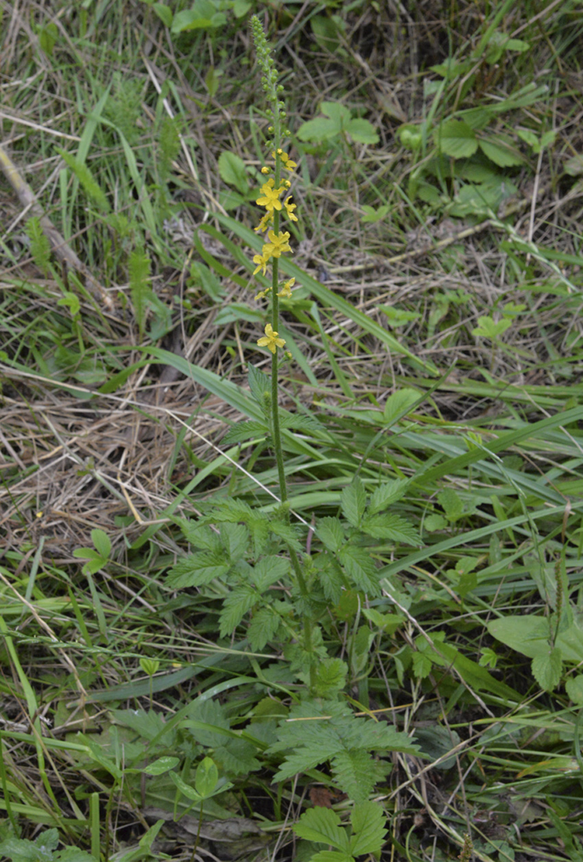 Image of Agrimonia eupatoria specimen.