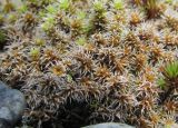 genus Racomitrium