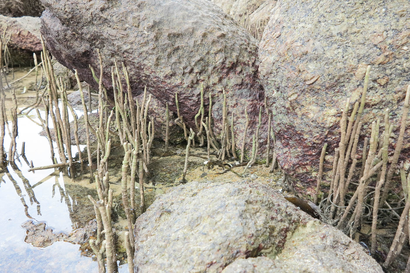 Image of genus Rhizophora specimen.