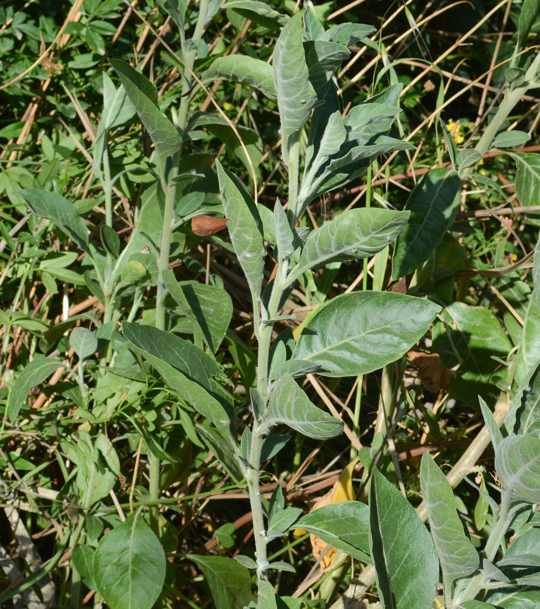 Image of Withania somnifera specimen.