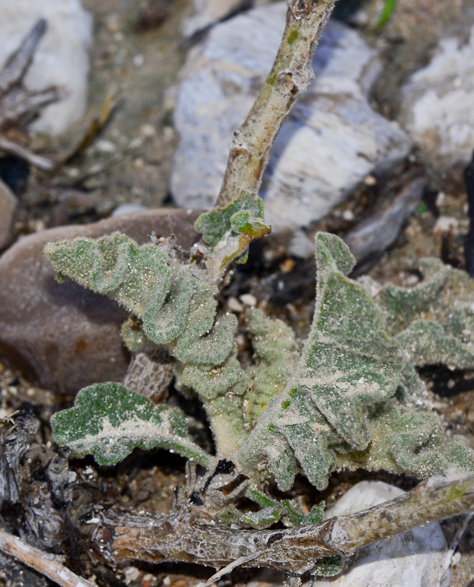 Изображение особи Verbascum jordanicum.