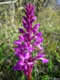 Orchis mascula