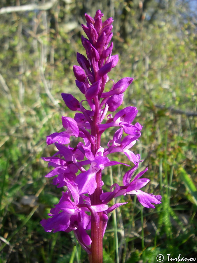 Изображение особи Orchis mascula.