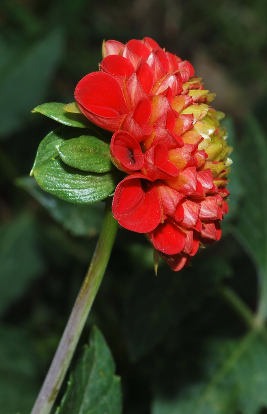 Image of Dahlia × cultorum specimen.