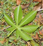 Jatropha gossypiifolia. Лист (вид с абаксиальной стороны). Израиль, впадина Мёртвого моря, киббуц Эйн-Геди. 25.04.2017.