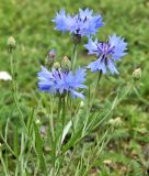 Centaurea cyanus