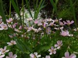 Claytonia sarmentosa