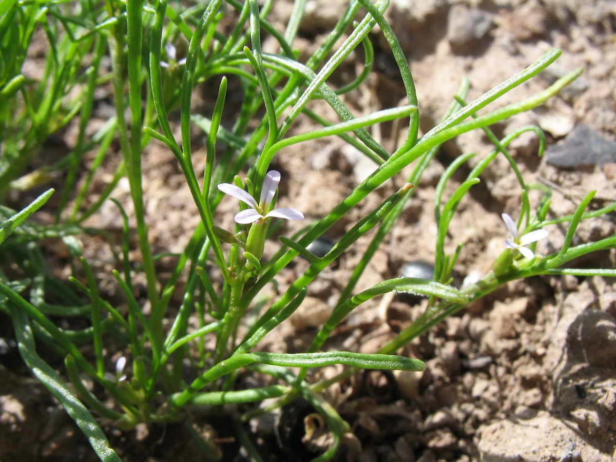 Изображение особи Leptaleum filifolium.