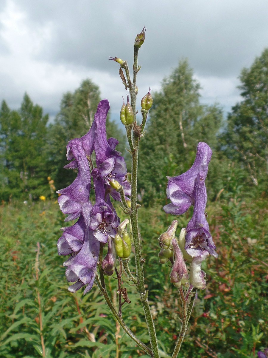 Image of genus Aconitum specimen.
