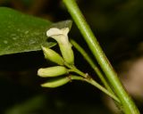 Dalbergia sissoo