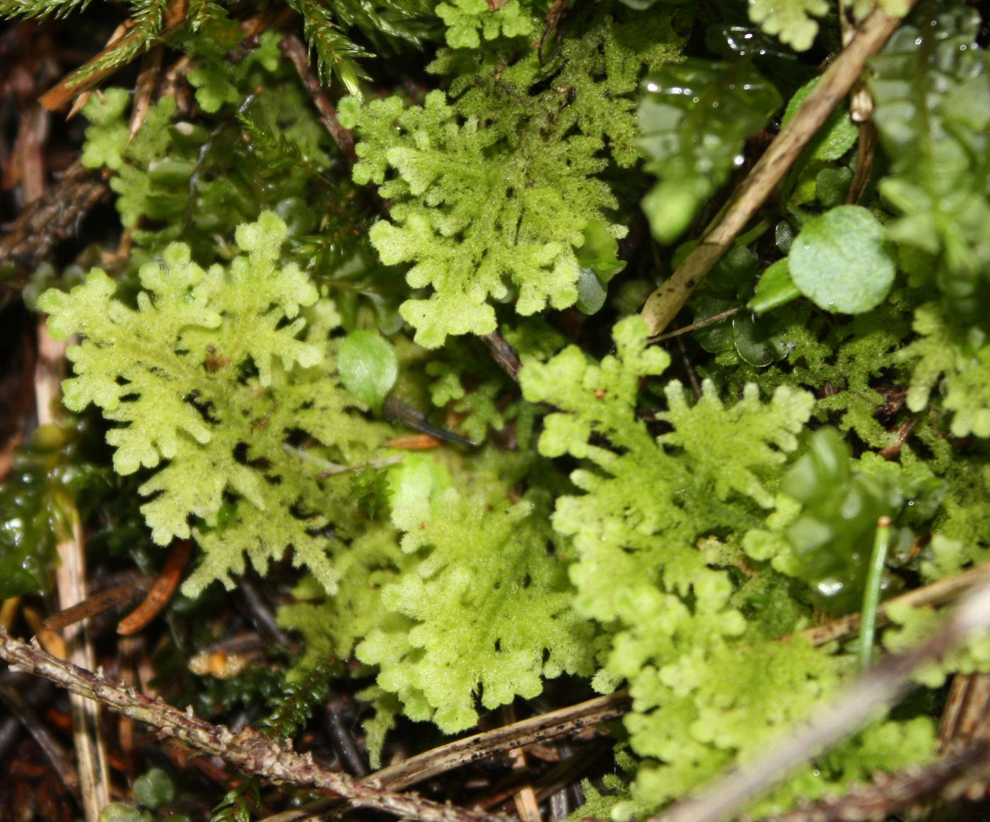 Image of Trichocolea tomentella specimen.