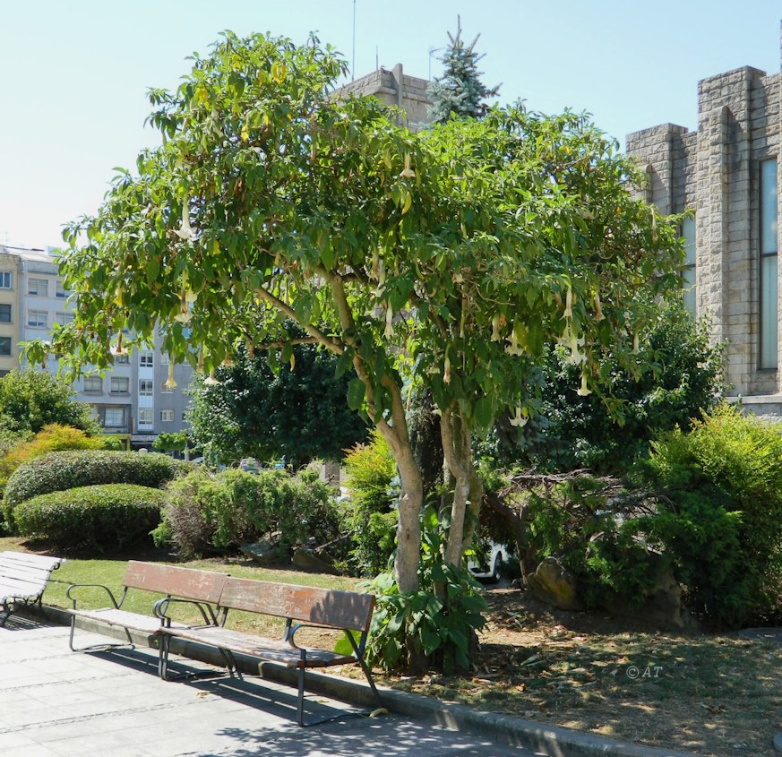 Изображение особи Brugmansia arborea.