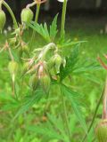 Geranium pratense. Верхушка растения. Видны бутоны, отцветшие цветки и стеблевые листья. Беларусь, Гродненская обл., Новогрудский р-н, Кошелевский сельсовет, дер. Скрыдлево, обочина асфальтированной дороги, злаковый свежий луг. 24.07.2017.