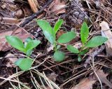 Cerasus fruticosa