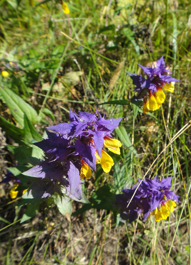 Image of Melampyrum nemorosum specimen.