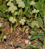 Valerianella vesicaria. Плодоносящие растения на обочине дороги. Израиль, хребет Гильбоа, склон юго-восточной экспозиции. 16.03.2017.