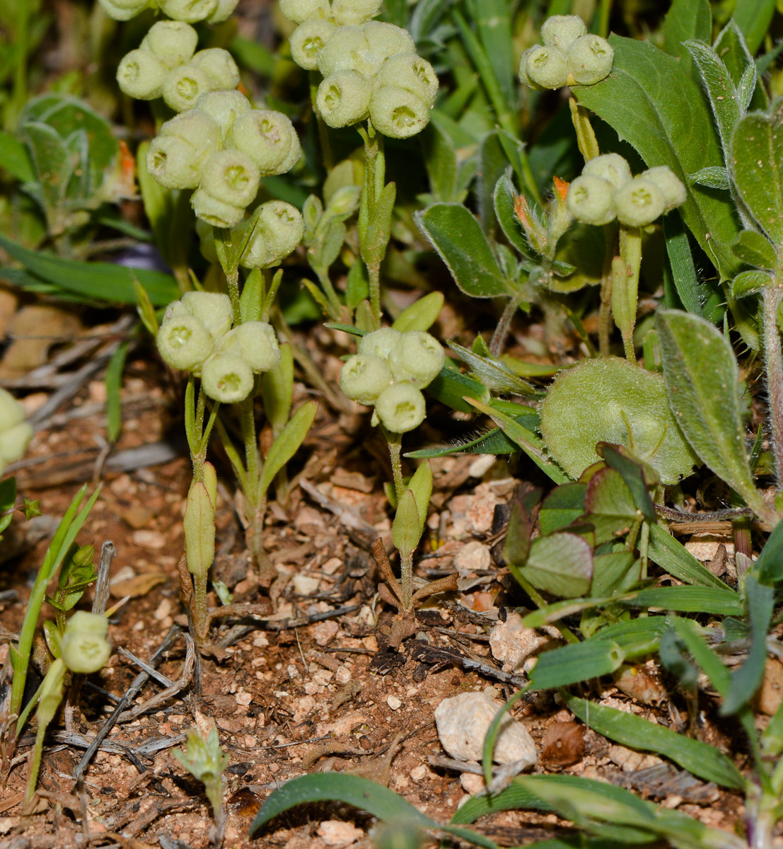 Image of Valerianella vesicaria specimen.