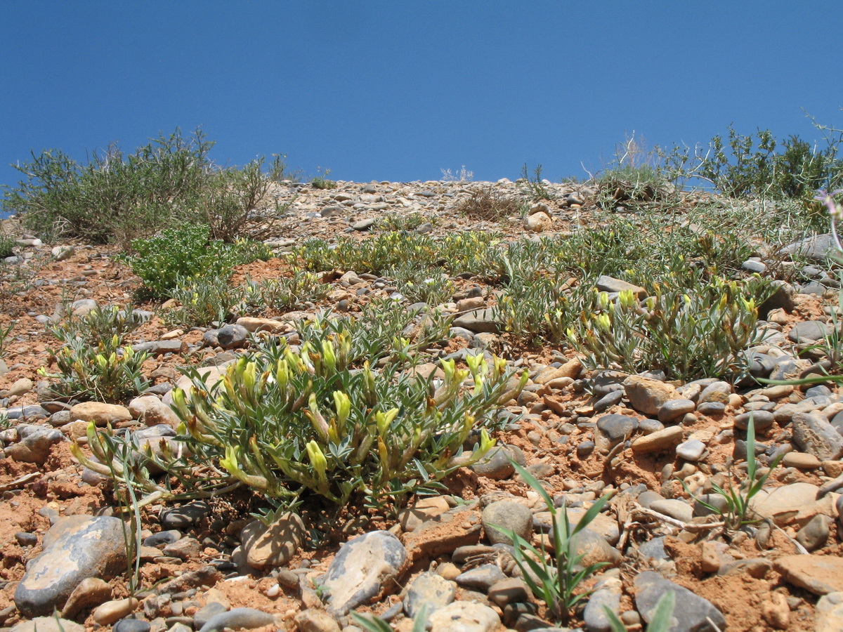 Изображение особи род Astragalus.